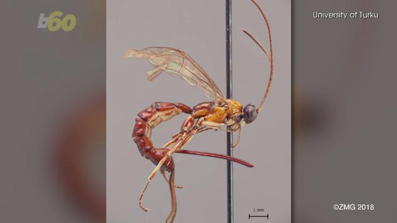 New Species of Wasp Discovered With a Monster Stinger