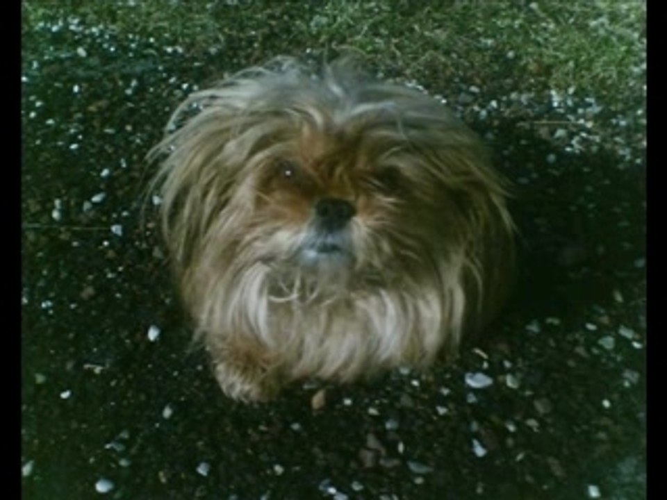 Animaux