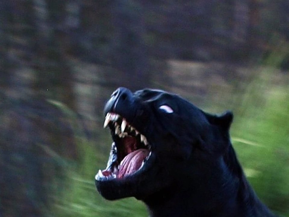 black panther pitbull dog