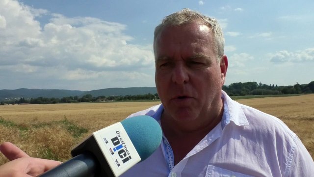 Alpes-de-Haute-Provence : pas de bol pour le blé, la récolte de PACA touchée par la fusariose