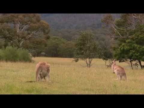Volvo Cars begins Australian tests for kangaroo safety research | AutoMotoTV