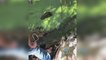 Capturan un caimán de 4 metros en un parque de la costa oeste de Florida