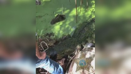 Capturan un caimán de 4 metros en un parque de la costa oeste de Florida
