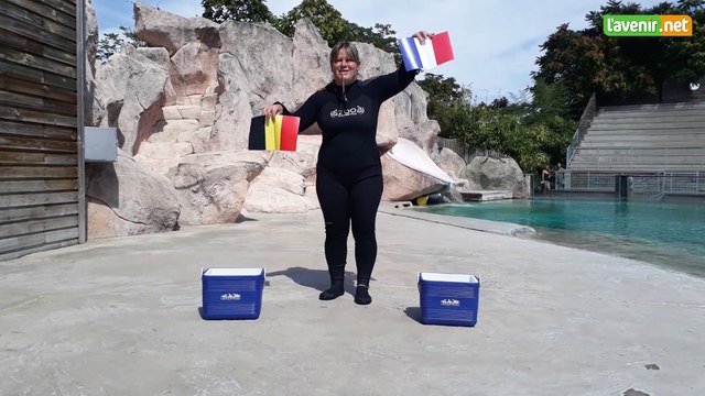 L'Avenir - Football : pronostic France-Belgique par l'otarie Watson