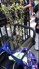 nawaz sharif avenfield apartment protest