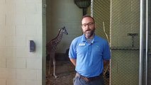 7-9-18 Penny Update - Cheyenne Mountain Zoo