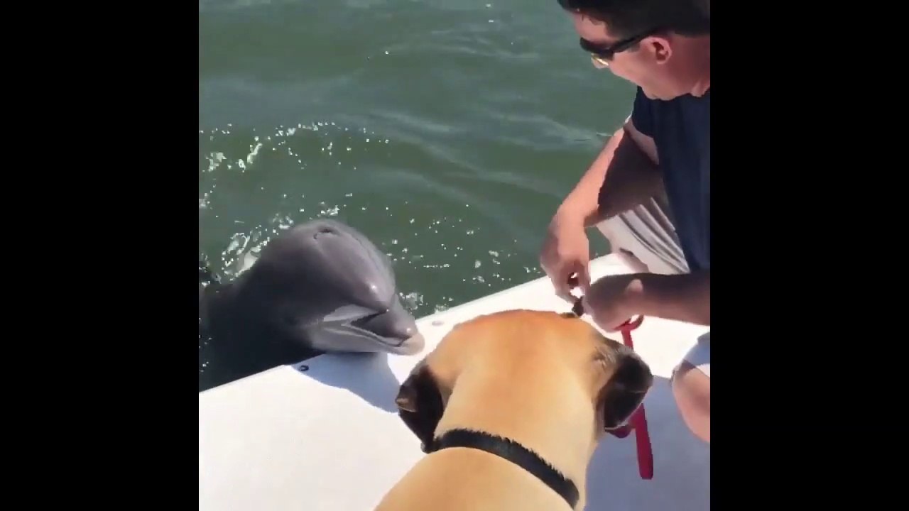 Quand un dauphin veut faire un câlin à un chien
