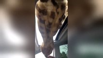 Des girafes viennent manger à l'intérieur de leur voiture !