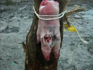 effet d'un détonateur électrique sur un pied de porc