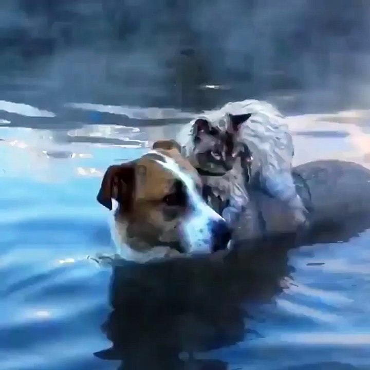 My cat is sitting down on the dog while moving on the river
