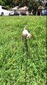 Trop mignon : ce bébé chien galère dans les hautes herbes !