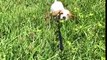 Trop mignon : ce bébé chien galère dans les hautes herbes !