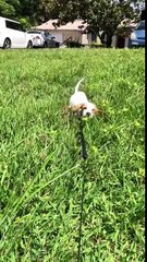 Video herunterladen: Trop mignon : ce bébé chien galère dans les hautes herbes !