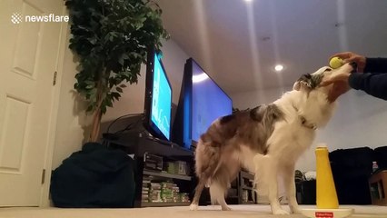 ‘World's smartest dog’ shows off incredible ball skills