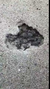 Regardez ce qui va sortir de ce trou : des centaines de bébés tortues adorables