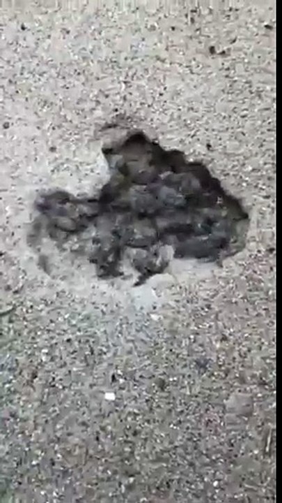 Regardez ce qui va sortir de ce trou : des centaines de bébés tortues adorables