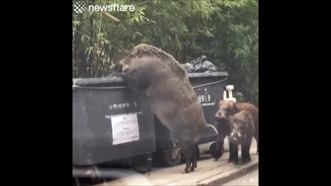 Un sanglier énorme vient fouiller dans les poubelles... et on n'a pas envie de l'interrompre