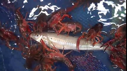 Ces écrevisses ne vont pas laisser une miette de ce poisson