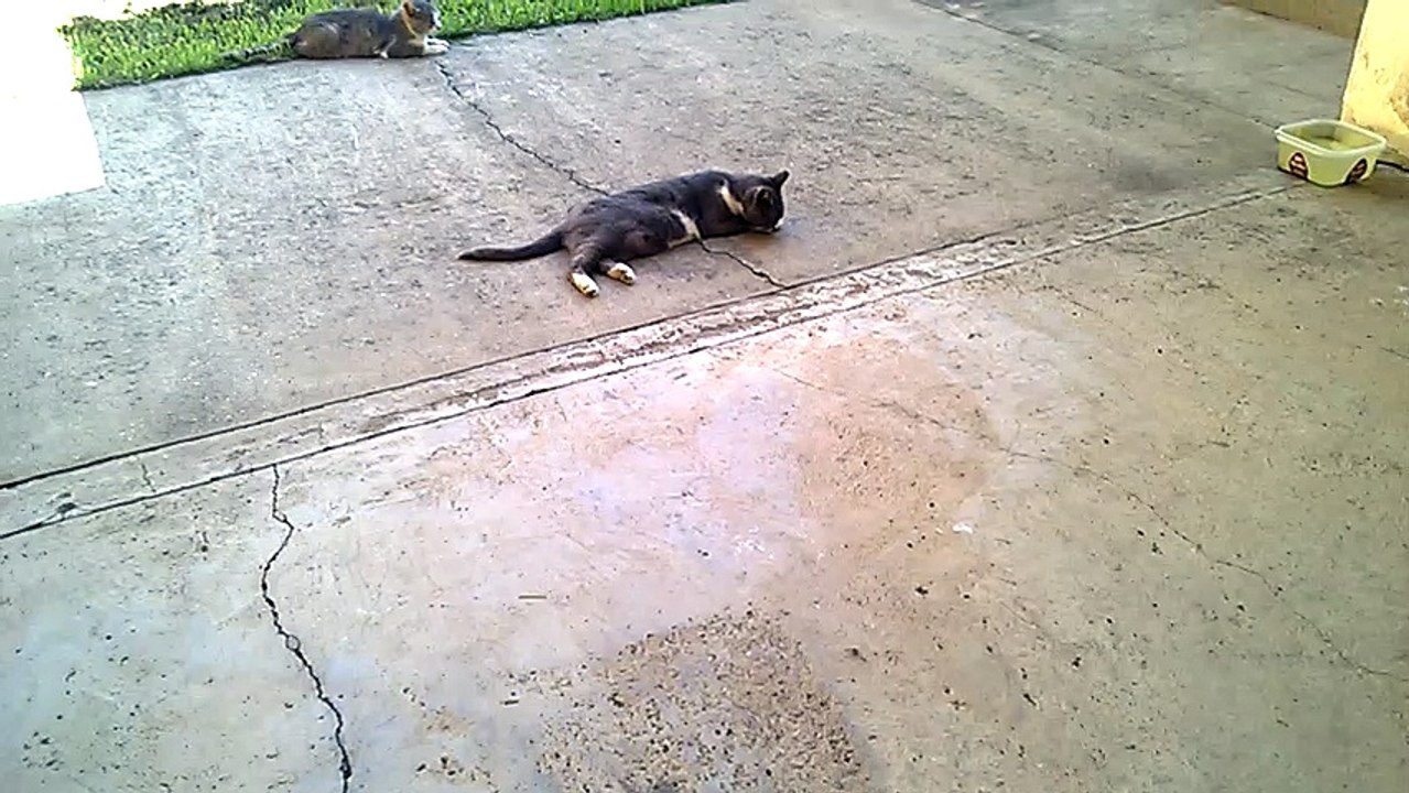 cats they enjoy