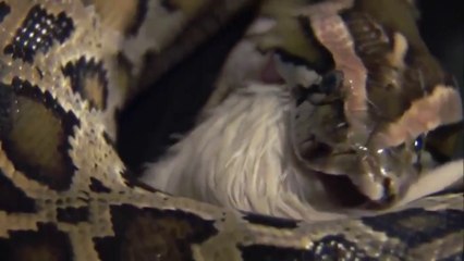 National Geographic Documentary - Giant Burmese Python in Florida Part 1