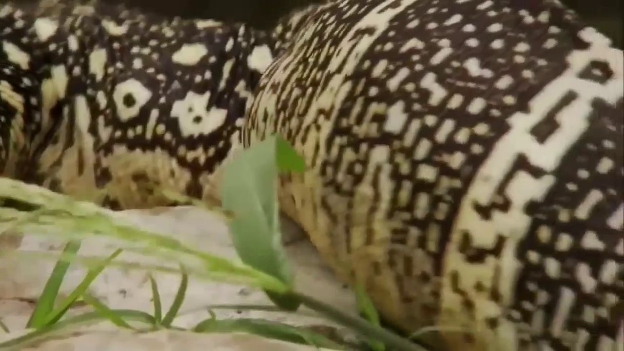 National Geographic Documentary - Giant Burmese Python in Florida Part 2