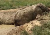 African Elephant Toka Enjoys a Refreshing Mud Bath at California Sanctuary
