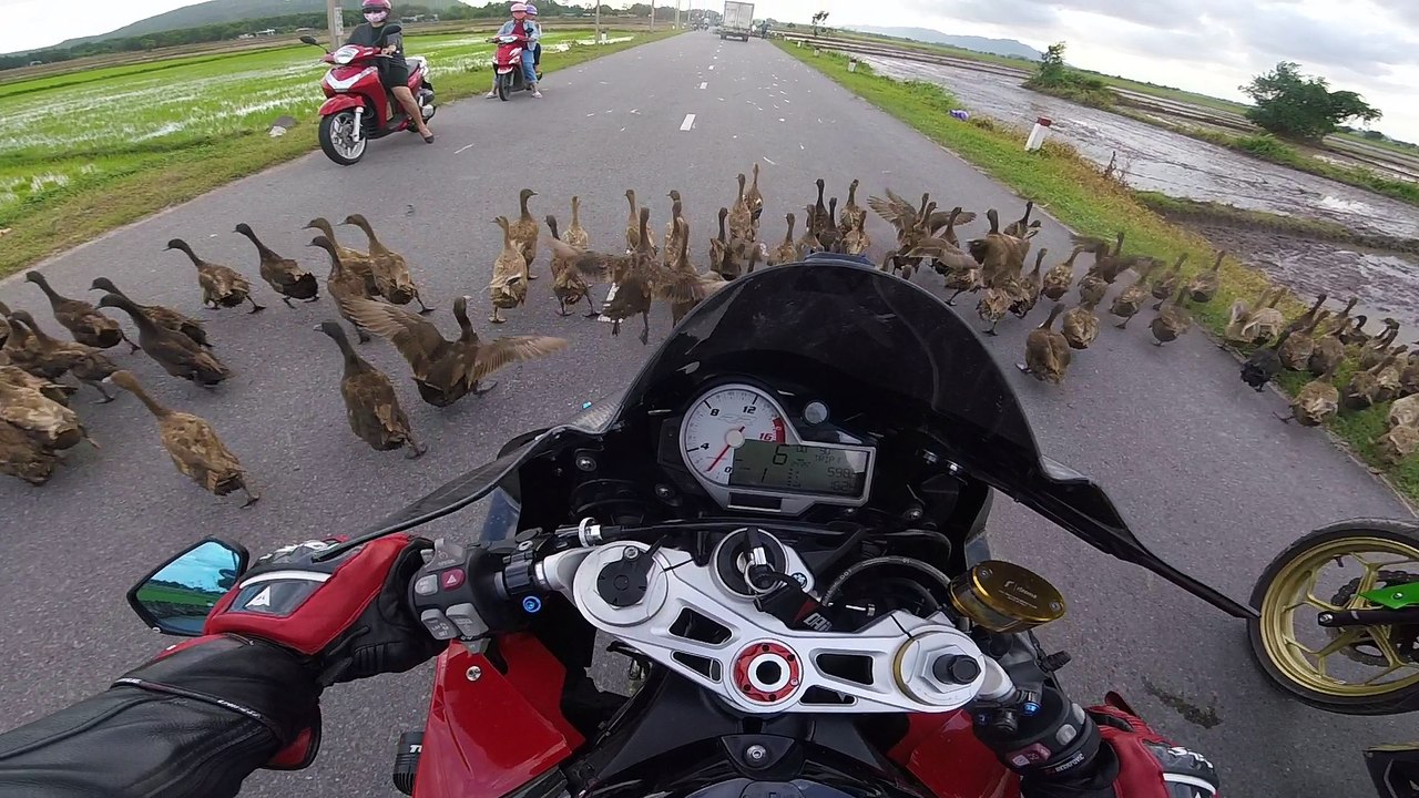 So. Many. Ducks.