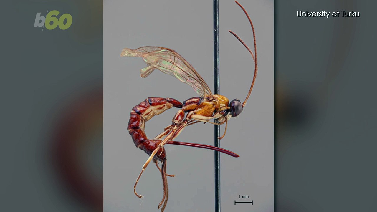 New species of wasp discovered with a monster stinger