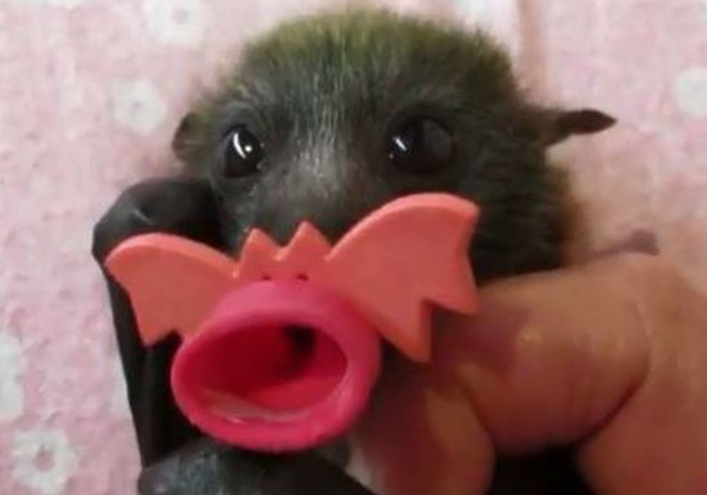 Tiny Bat Suckles on Tiny Bat Pacifier