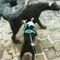 Boston Terrier Frantically Barks at Dog Statue