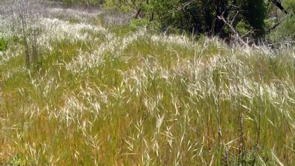 Arthusa (Shot with Sony PMW-EX3)