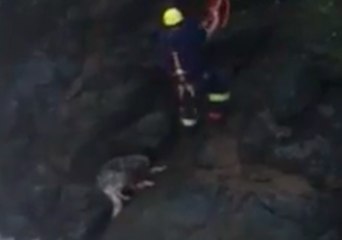 Dog Winched to Safety After Redwood Falls Accident