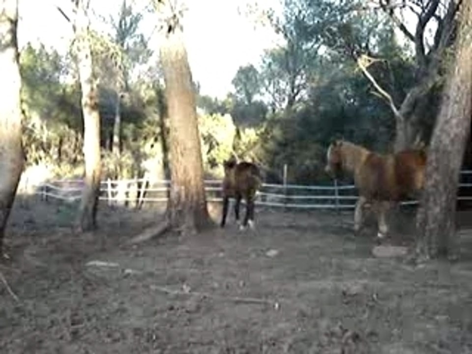 MOV03906