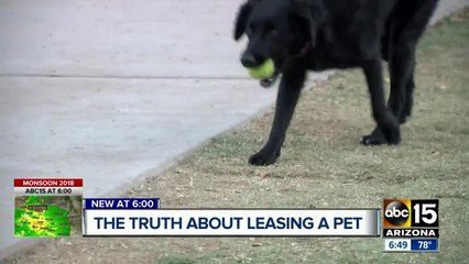 The hidden truths about leasing a pet
