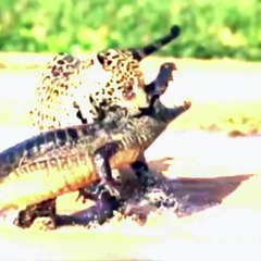 When the deadline sneaks up on you  - Snapped In The Wild