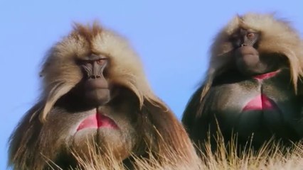 NatGeoTV Documentary HD - KING OF THE MOUNTAIN BABOONS Part 2