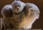 Double Trouble: Newborn Pygmy Marmoset Twins Cling to Mum at Sybmio Wildlife Park