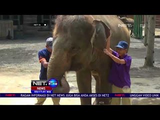 Tumpeng Untuk Bayi Gajah Bernama Lili - NET24