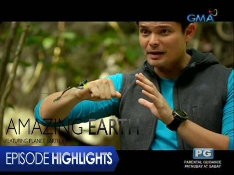 Amazing Earth: Fly high, Draco Lizards!