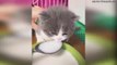 Приколы 2018 – Смешная озвучка котов – Кошки, угар и Domi Show