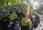 Timelapse Shows Bloom and Wither of Corpse Flower in Botanical Garden