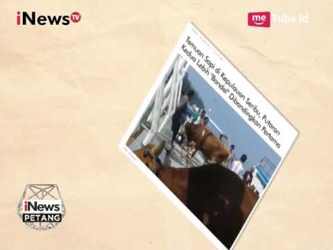 Panwaslu Ungkap Sapi Berasal Dari PDI Perjuangan - iNews Petang 18/04