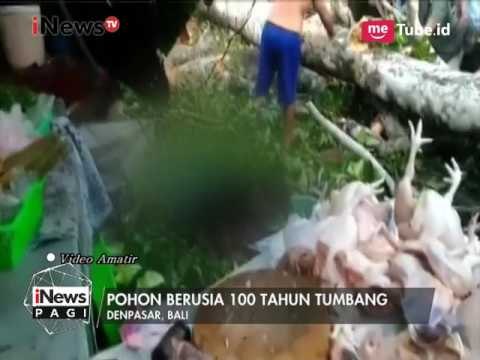 Lapuk Dimakan Usia, Pohon Berusia 100 Tahun Tumbang di Bali - iNews Pagi 21/04