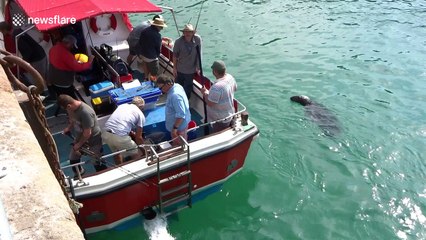 Hungry seal visits fishermen in search for lunch off South Wales harbour