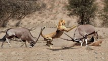 Gemsbok VS Guépard / La chasse au guépard incroyable échouent et courent de Gemsbok Chase