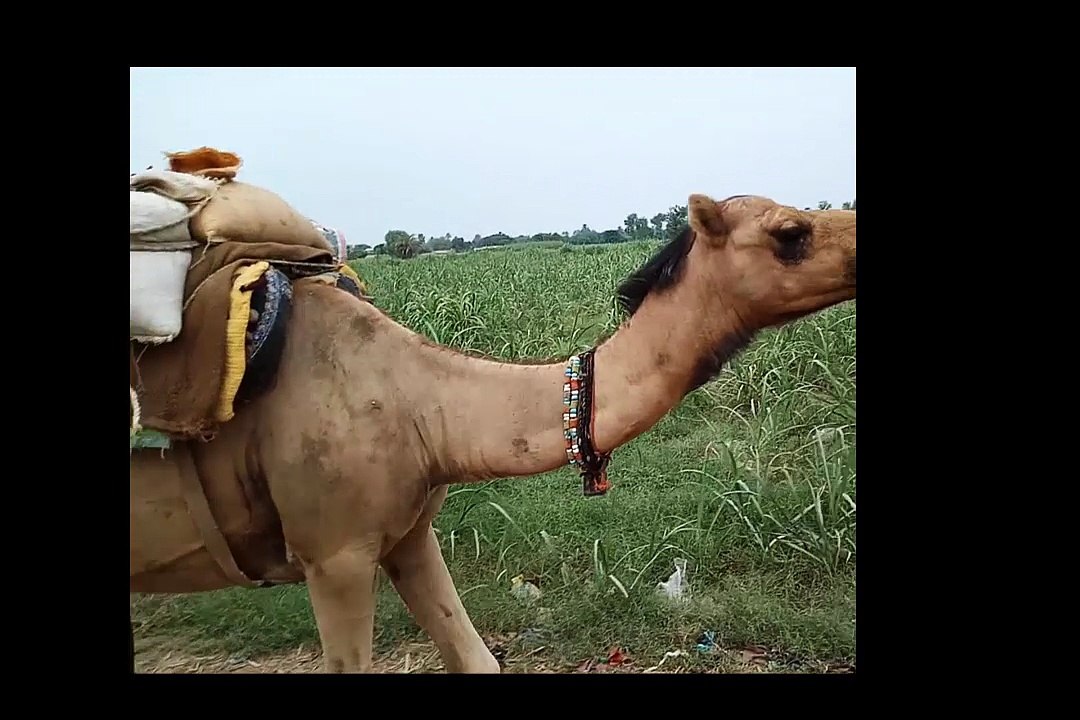 camel king