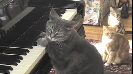 Catconcerto.  Mindaugas Piecaitis, Nora The Piano Cat