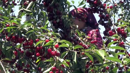 Vişne üreticisi fiyat istikrarı için destek bekliyor - AFYONKARAHİSAR
