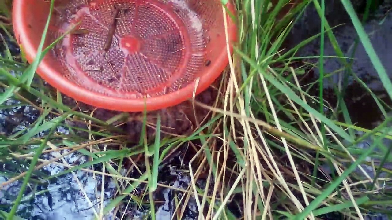 Net fishing betta How to net Betta fish in Cambodia