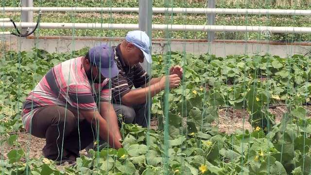 Suriyeli aileler seracılıkla hem üretiyor hem kazanıyor - HATAY